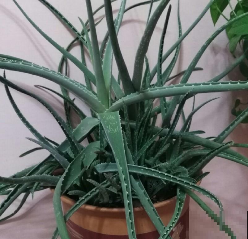 厨房的油烟味太重，放点他们，分分钟空气清新！