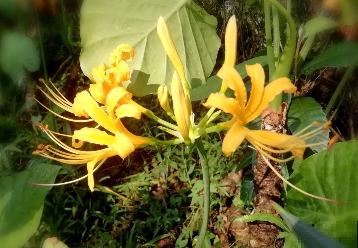 这花一说名字都知道，红色、白色，在这方面还是个宝贝呢！