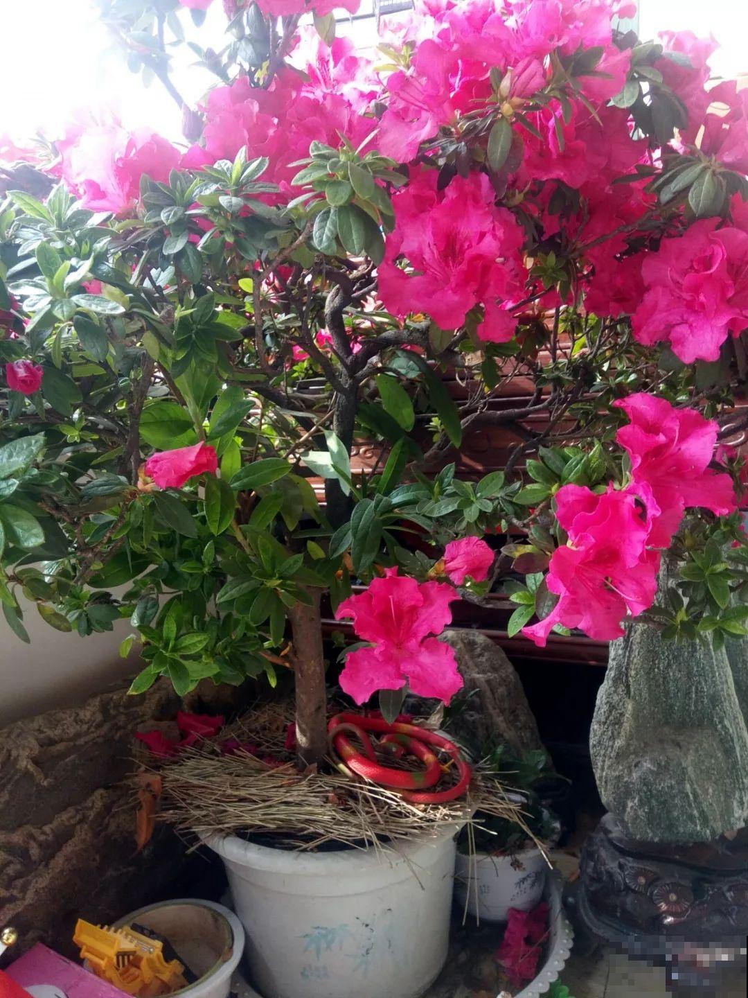 都说这花难养，10年不换盆，年年开花成宝贝！