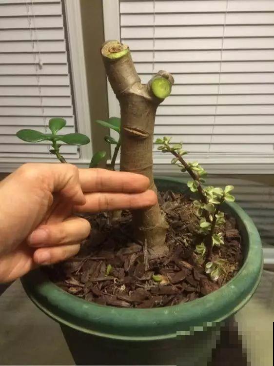 养了20年的玉树，杆子比大腿还粗，满树白花跟下雪了一样！