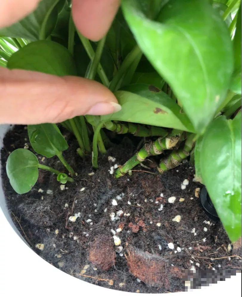 花盆里长了这玩意，趁早断水，小心最后根都烂没了！