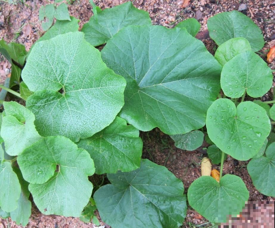 家里种点葵菜，冬天寒冷也能长，农村人都爱吃！