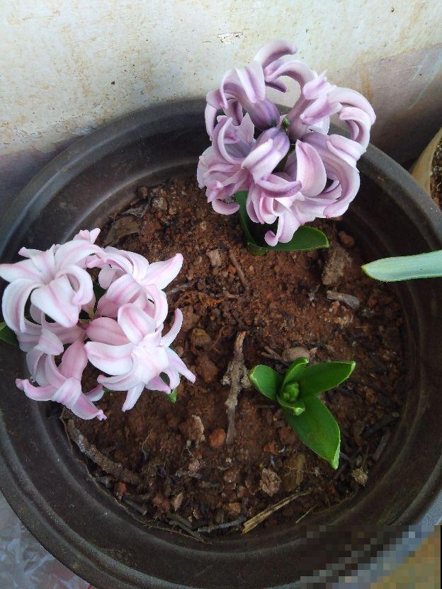 这种花，水里土里都能种，开花满屋飘香
