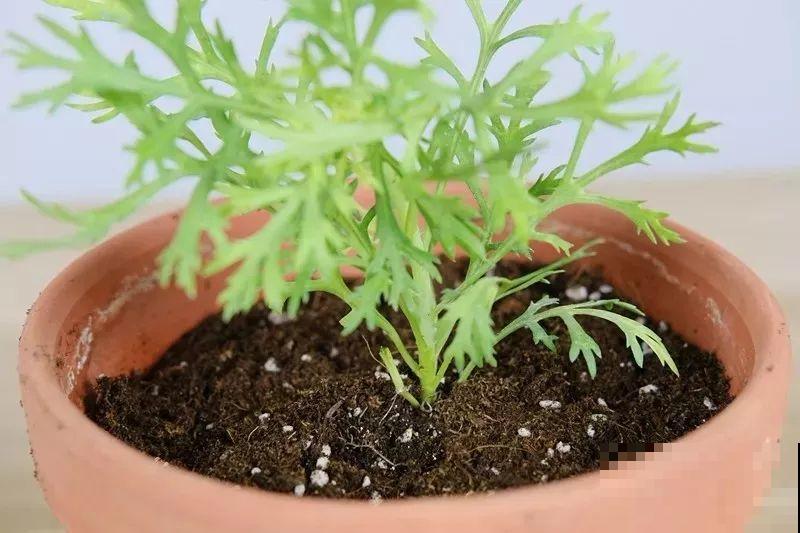 这花就要虐着养，一长高就剪，能开大半年！