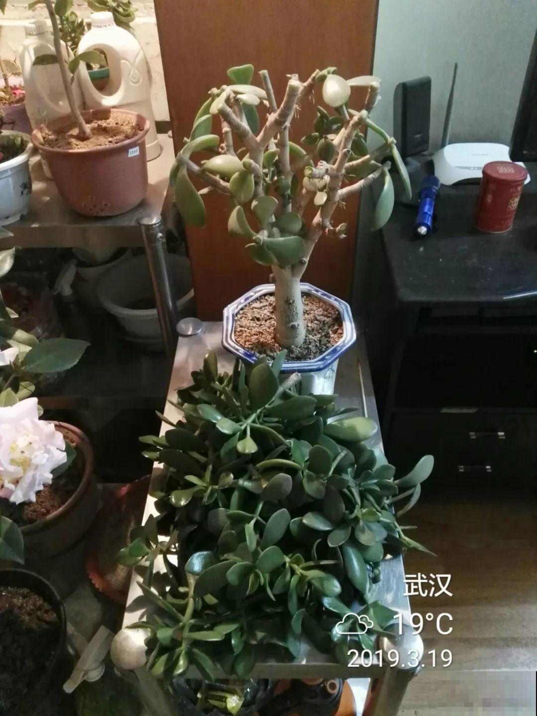 养了20年的玉树，杆子比大腿还粗，满树白花跟下雪了一样！