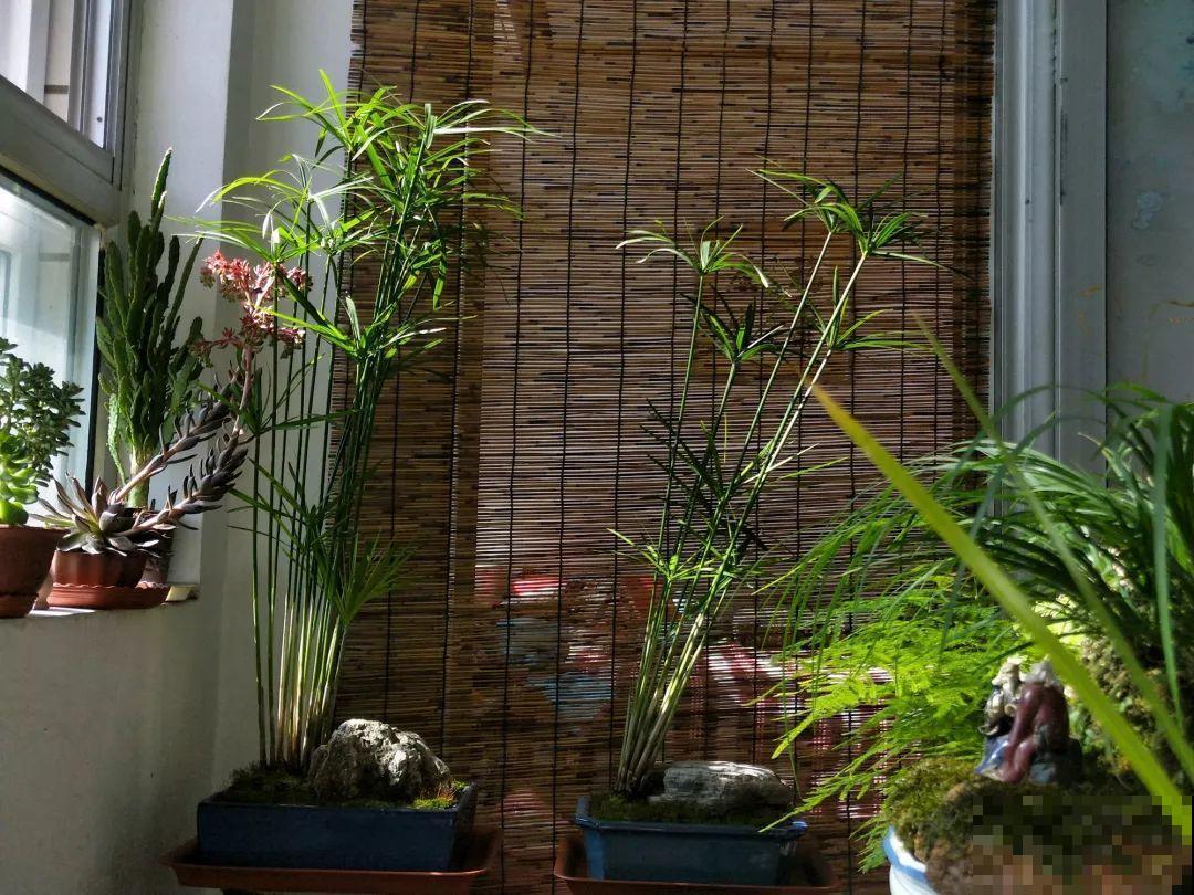 想养好花，就得付出劳动，从开花到结果，无一不是美的！