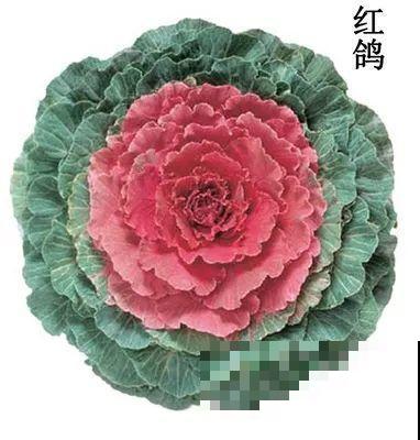 这花冬天不怕冷，越冻越好看，栽在院子里像玫瑰！
