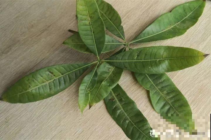 高价买的守家树，穷养才能长得旺，一盆能活20年！