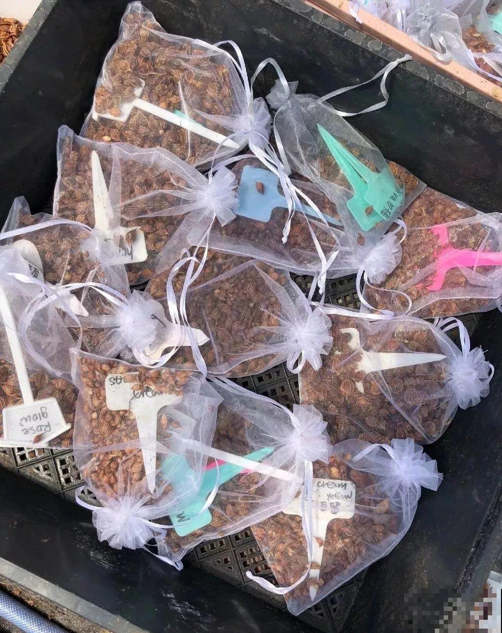 冬天养盆它，开花挤满小阳台，过年看着更喜庆！