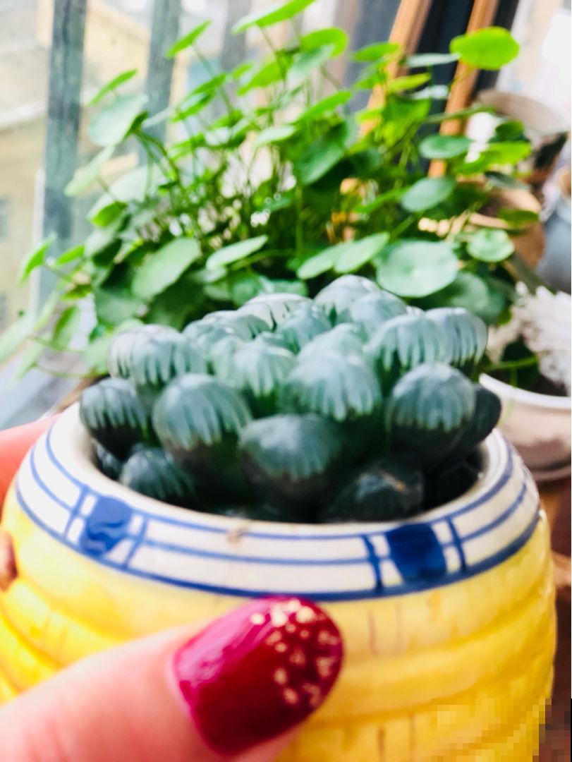 她养的玉露比冰雕还晶莹剔透，太阳一照莹润闪光，原是这么做的
