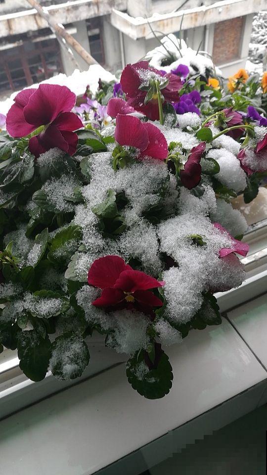 这花最适合冬天养，一盆栽几棵就成大花团，放窗边就蹭蹭开！