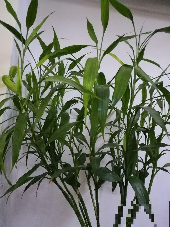 富贵竹“黄叶”、“软趴趴”，剪一刀，3天挺起头