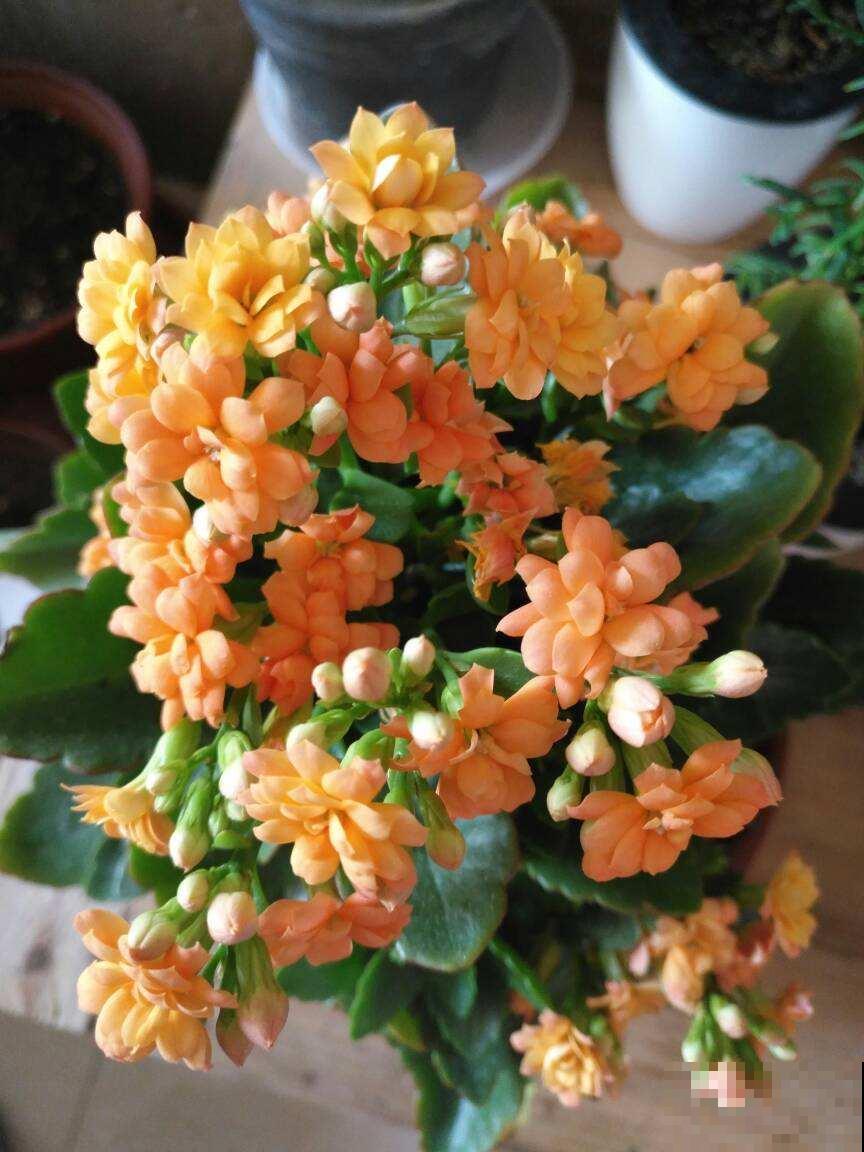 这些花真能生，1片叶子能生50盆，省下一笔买花钱