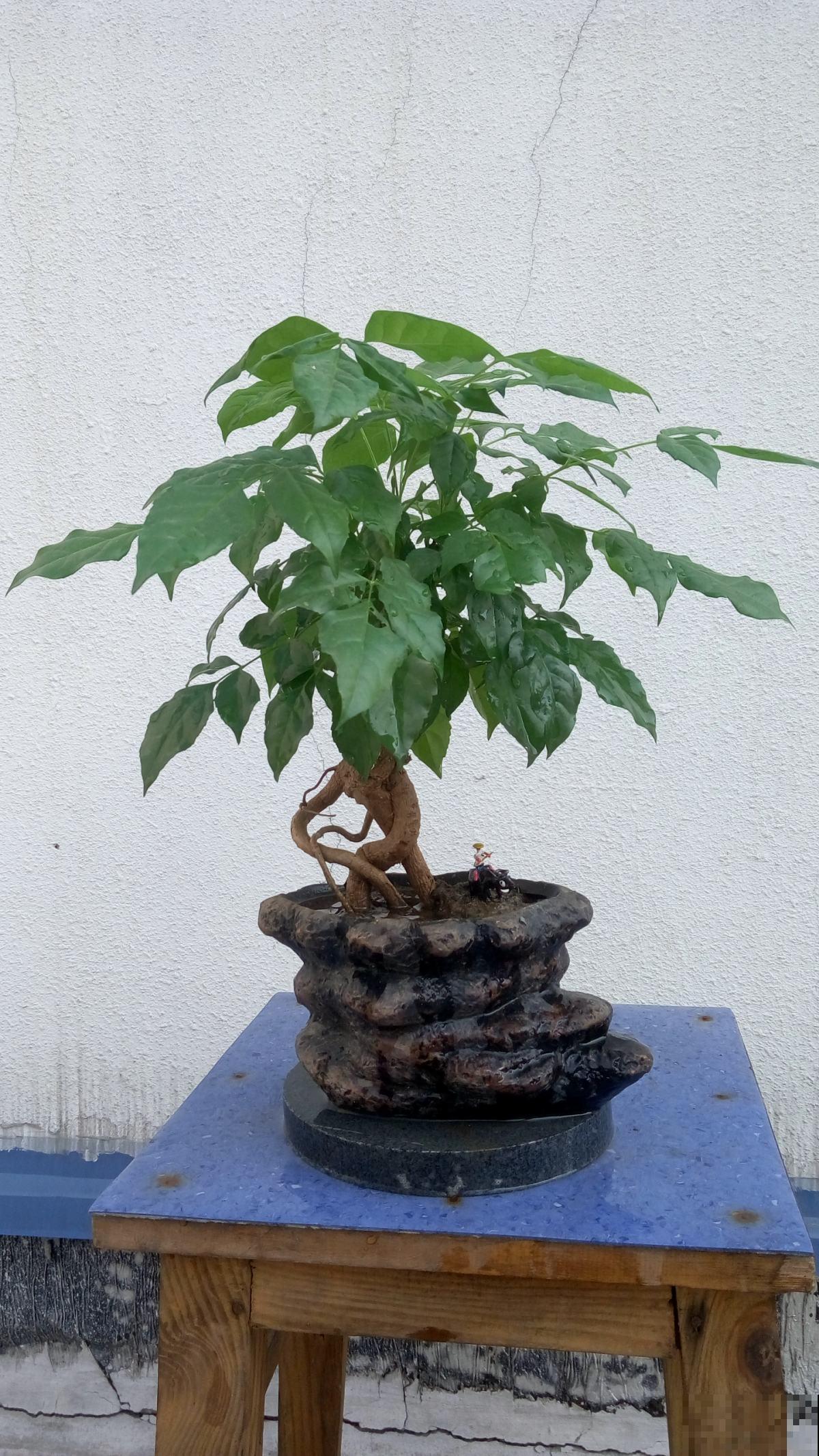 这种招财花，家里没光也能养，养10盆也不嫌多