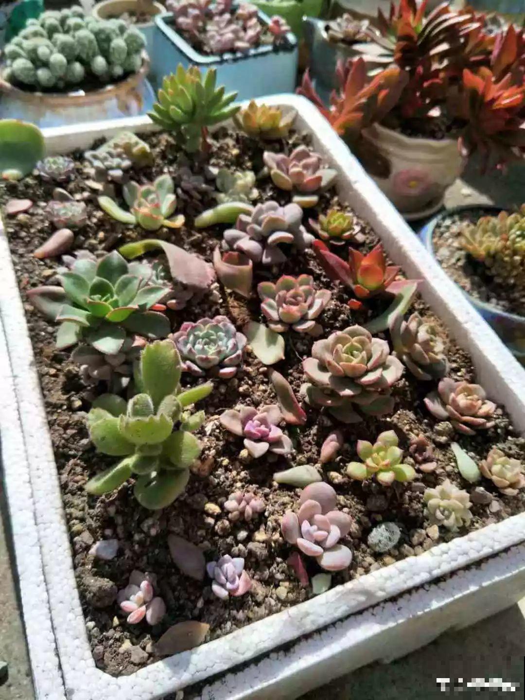 冬天扦插不用愁，准备一个塑料瓶，生根速度翻倍！