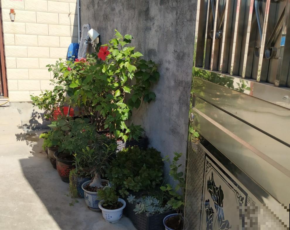 冬季的三角梅难开花，原来是这原因，赶紧改！