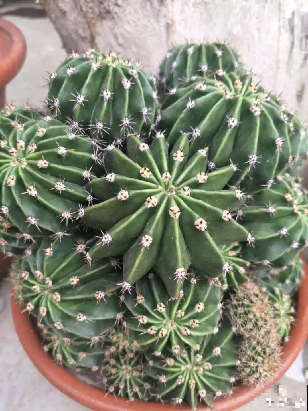 这10种耐旱花，2个月不浇水，叶子反而绿油油！