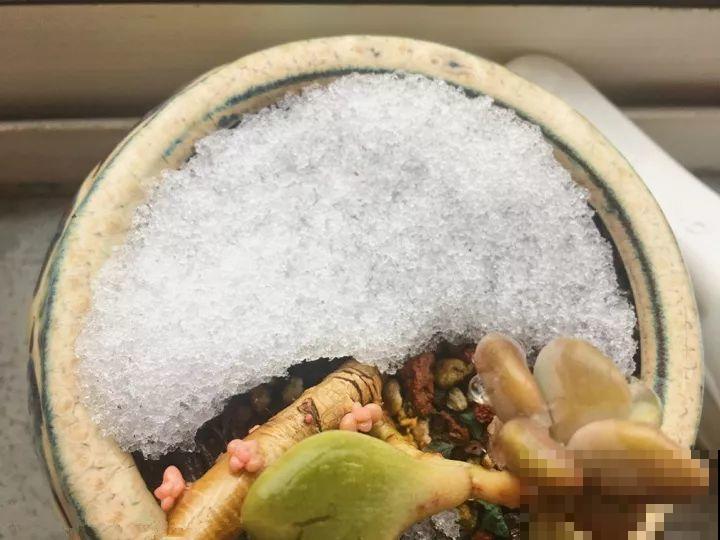 大雪天，只有这花还在继续开，真不是一般的抗冻！