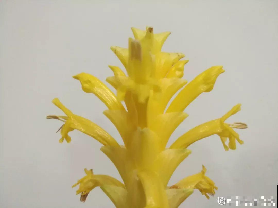 有品味的人，都爱养这2种花，10盆都不嫌多！