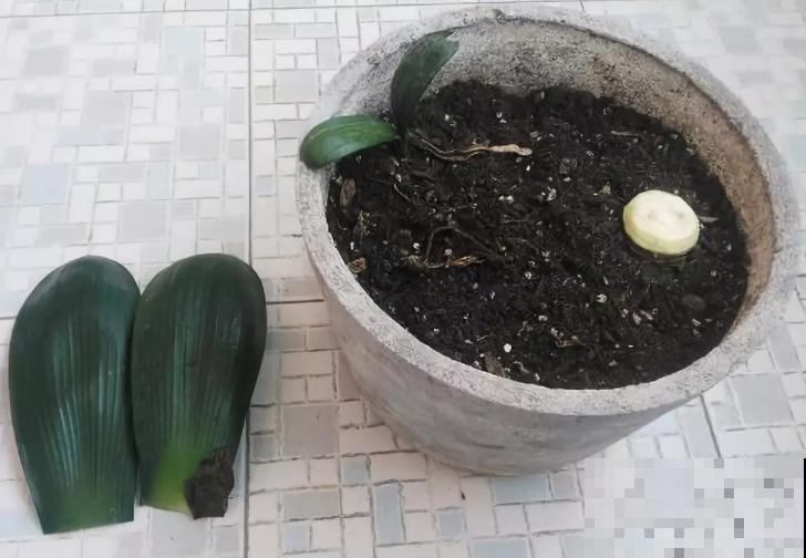 2种花枯死也别扔，砍一刀，分分钟爆10盆！