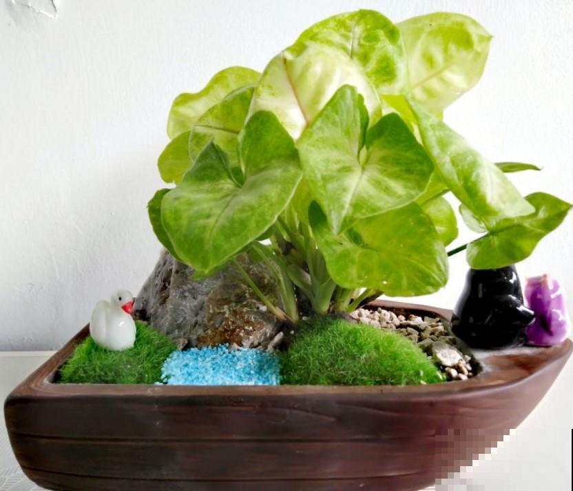 室内养盆稀有观叶植物，很快生长旺盛，蹭蹭长新叶！