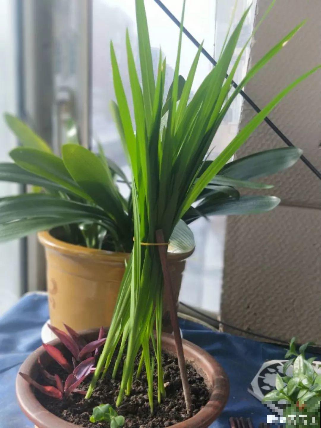 14种香水花，家里摆一盆，满屋子都是香味！