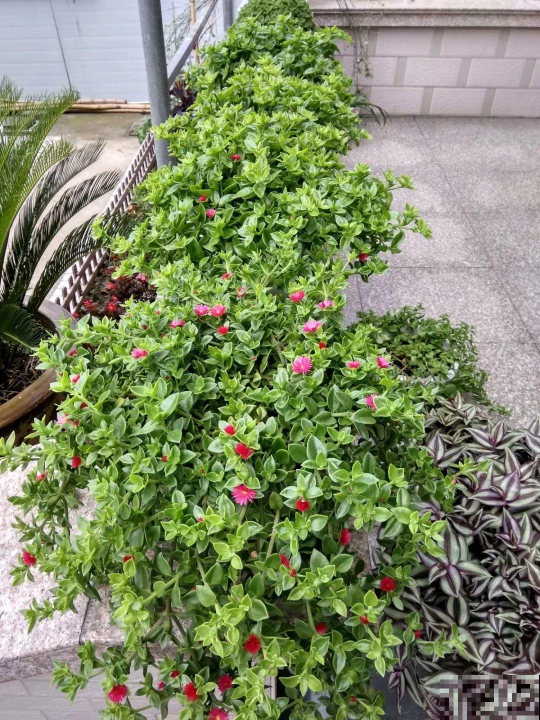 耐阴耐寒的4种花，个个都比绿萝美，还能长成花帘子！