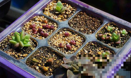 1个小技巧，给所有花都配好土，浇水从不烂根！