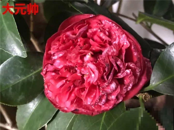 这花想要冬天开，就得狠心剪两刀，满树红花惹人爱！