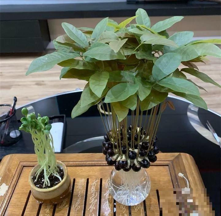 5块钱的水果埋土里，半年养成守家树，邻居都想花钱买！