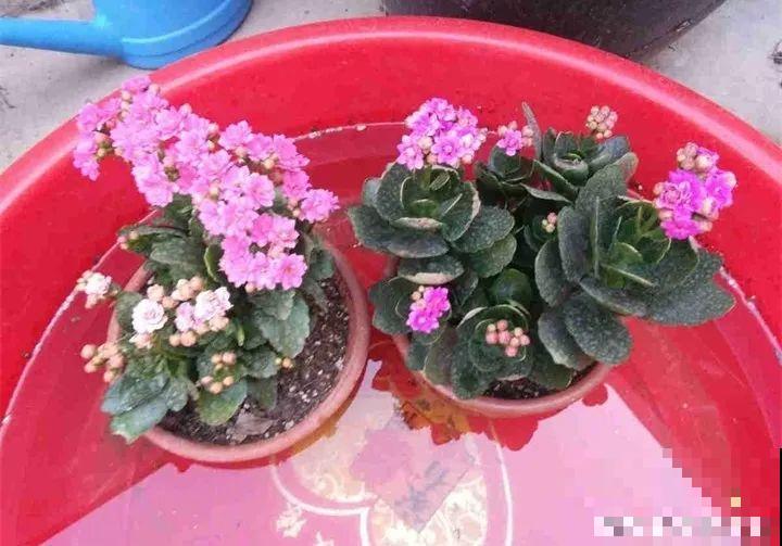 花一黄叶就挂，早治能救活，晚了一片叶子也不剩！