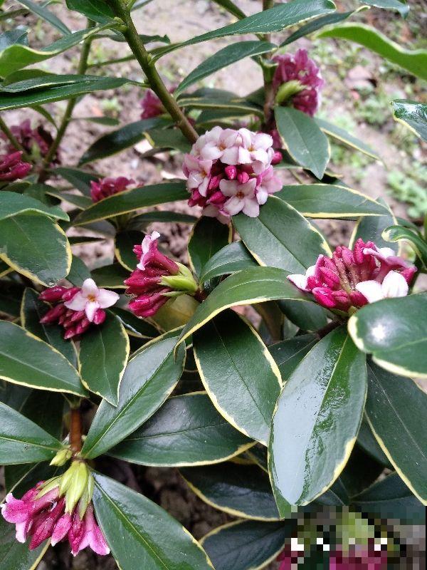 这花就是活香水，家里养一盆，除异味、还杀菌，空气清新身体好