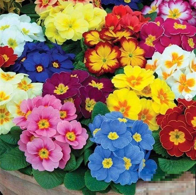 20种花再冷也不怕，过年正好开花，现在养还来得及！