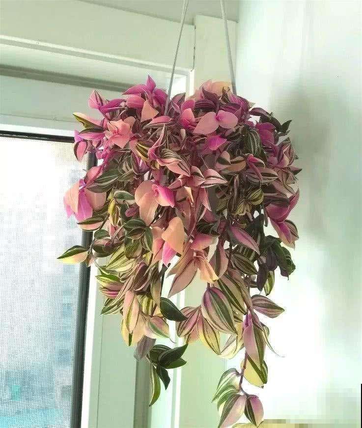 养吊兰太久审美疲劳？赶紧种盆这品种，叶子比油画还美！