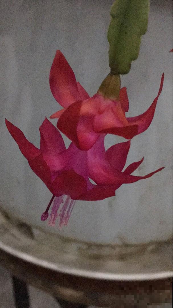 今年超火的年宵花，比蟹爪兰好看，一养就上瘾