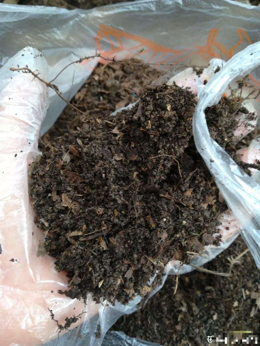 室内养花太难？记住这5点，啥花都能养得好！