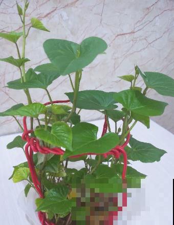 邻居半月没买菜，原来在水盆里塞了仨红薯，一天摘一大盆嫩叶吃！