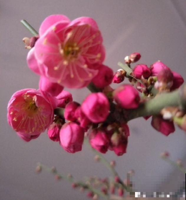 这花贵气上档次，一盆能卖几百块，一般人养不好！