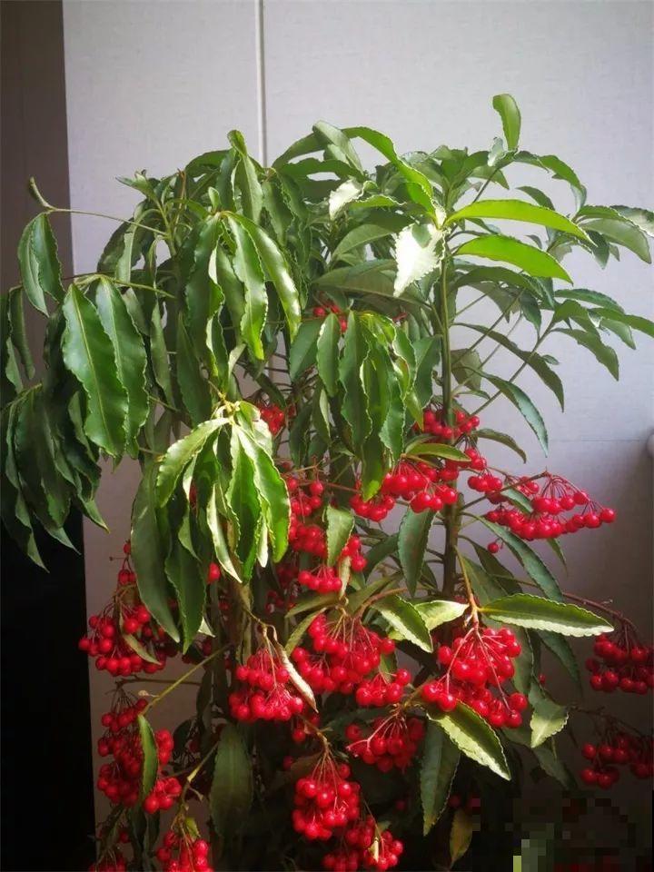 最适合冬天养的7种花，结满了红果子，能看大半年！