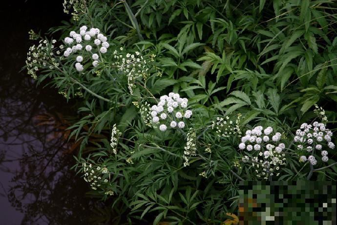 这6种花有毒，家里有小孩的要小心，千万别乱摸乱碰！