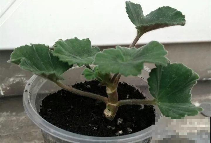 12月扦插这种花，成活率超高，大白根呼呼冒！