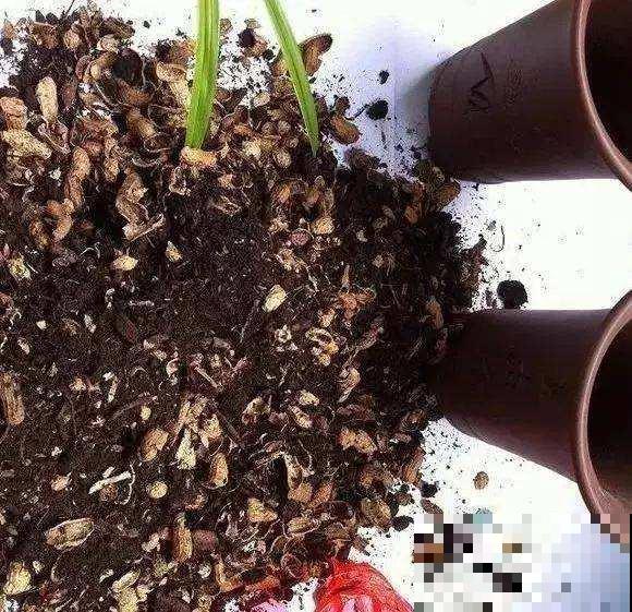 吃剩的栗子壳、瓜子皮别扔，这样塞盆里，过完年就成高级养花土