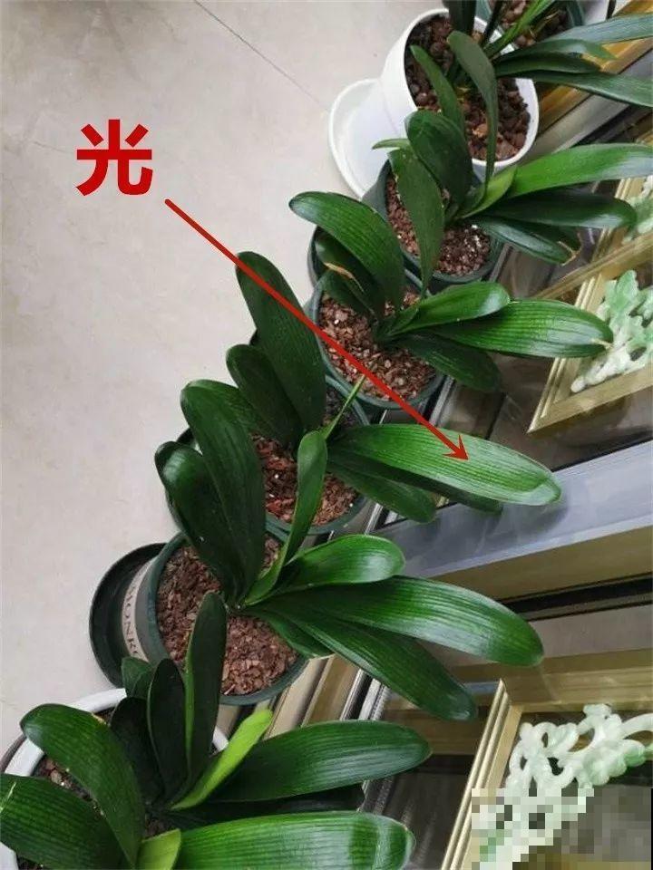 这4种花要开了，尽量别挪地儿，不然花苞哗哗掉！