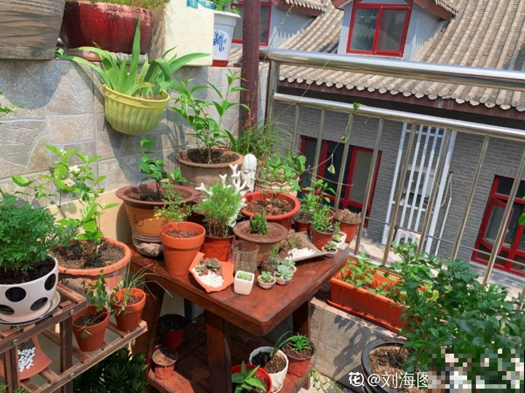 养花时间长了，就会有这7大“毛病”，你中了几条！