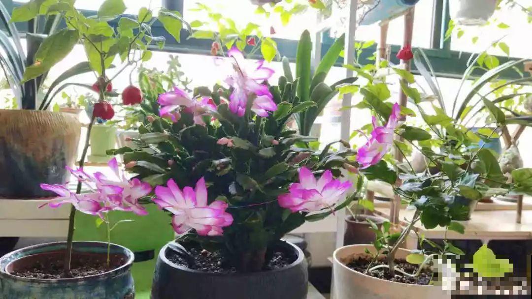阳台再小也不怕，跟她学一招，把花挂起来养，不占地还好看！
