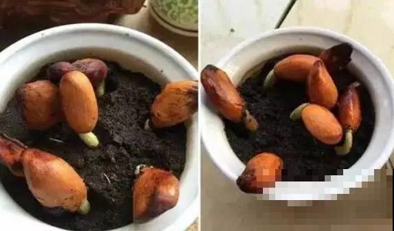 原来这东西的籽也能种，随便往盆里一塞，长出树苗特有成就感！