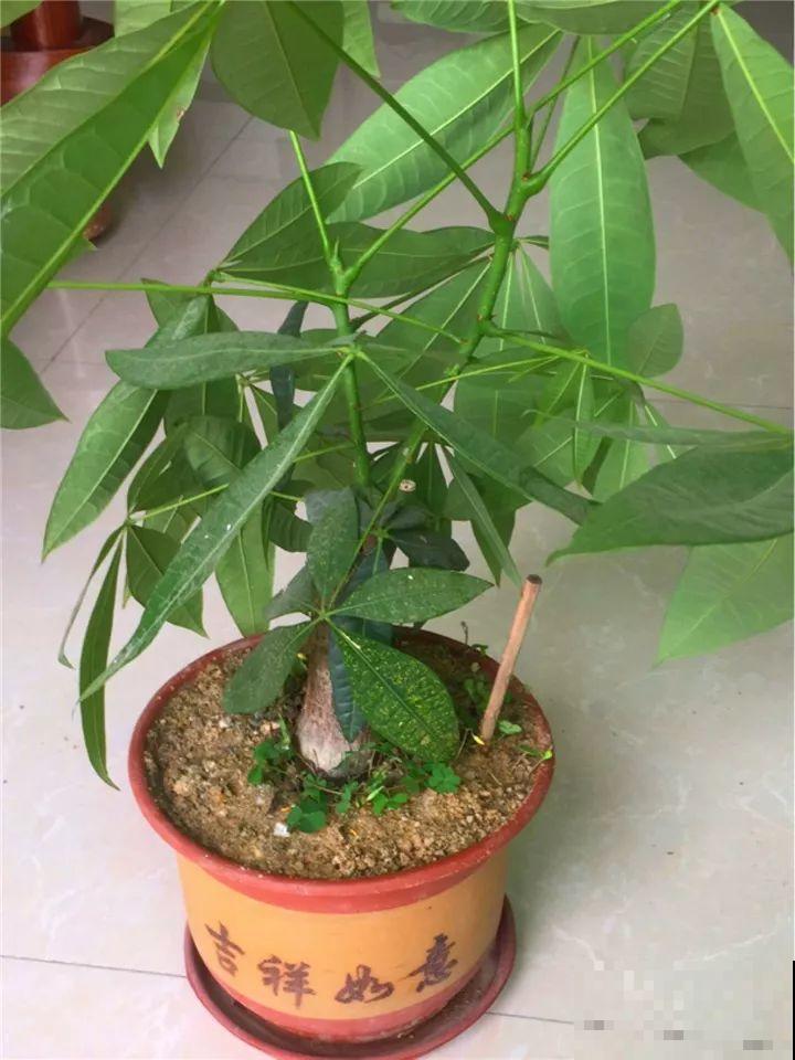 10种花，冬天切记管住手，小心浇完水就掉叶子！