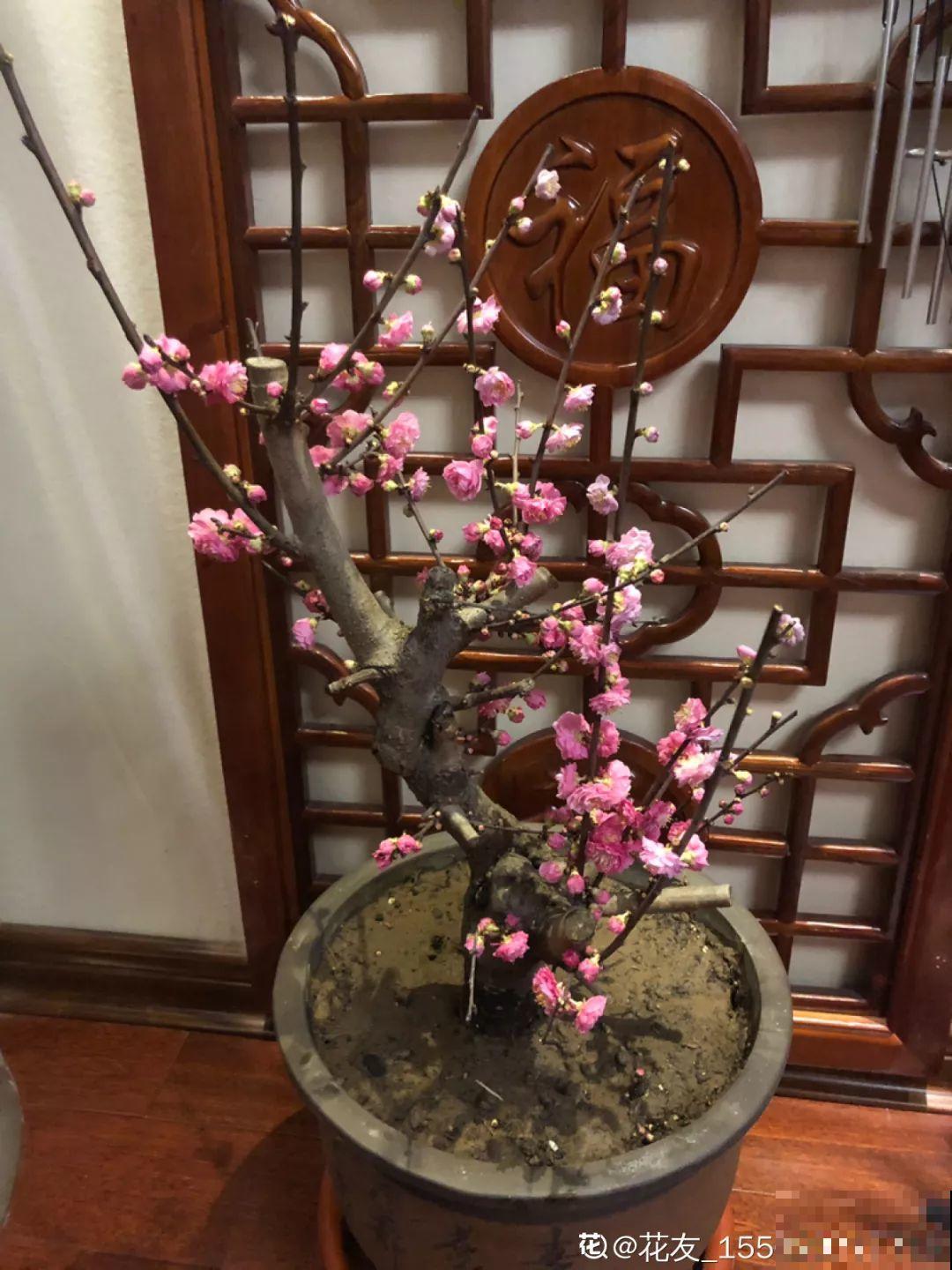 冬天养5种梅花，冰天雪地也在开，香味飘满屋！