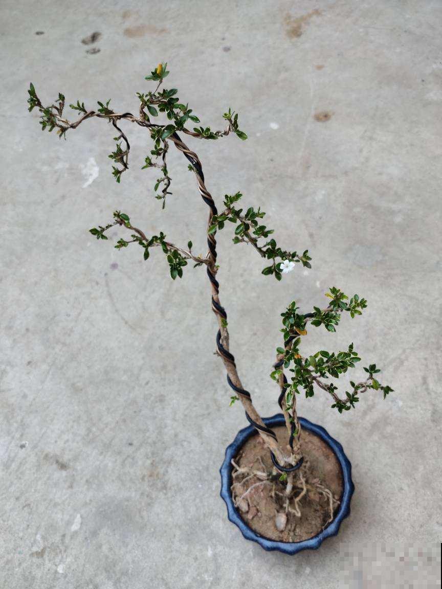 被名字吸引养的花，没想到颜值这么高，比茉莉还动人！
