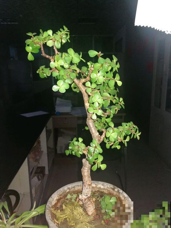 农村的马齿苋，枝条绑一绑，变成精品老桩树！